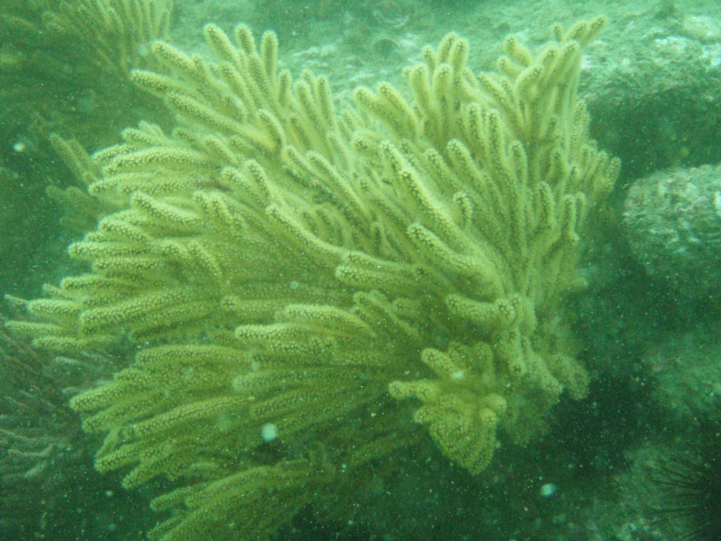 sm_p4082988.jpg