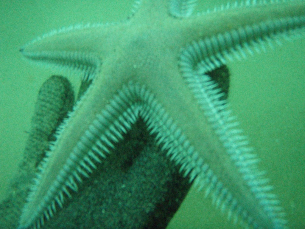 sm_p4082990.jpg