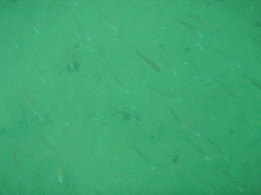 sm_p4083015.jpg