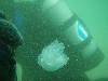 sm_p4082965.jpg
