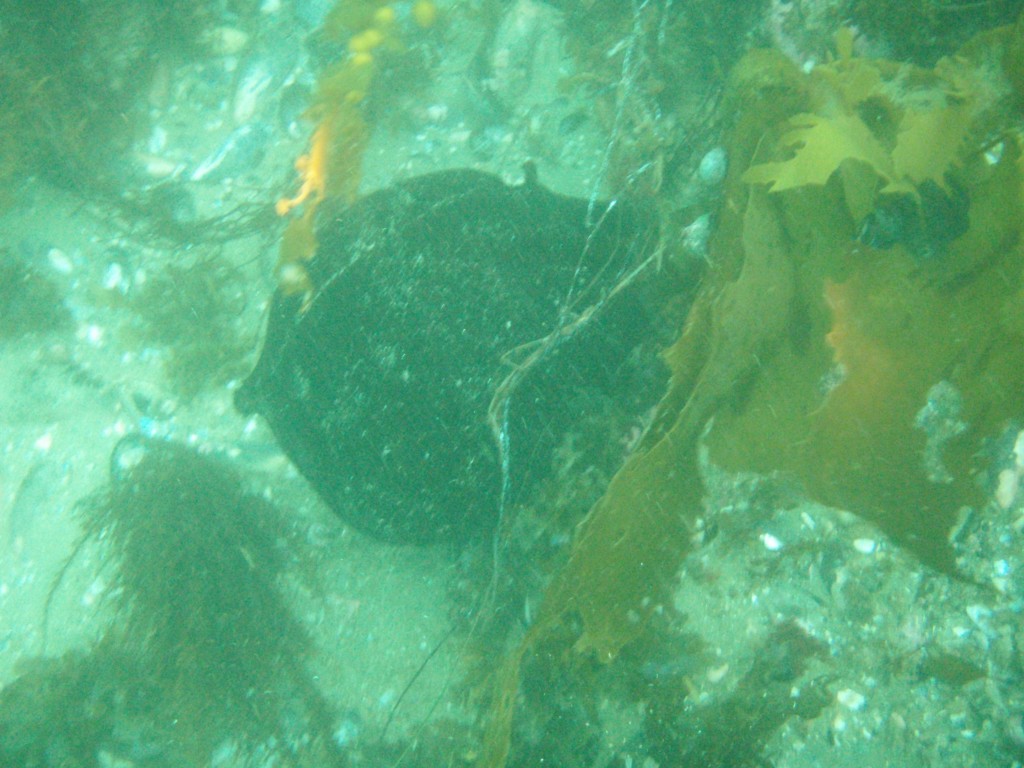 sm_p5183033.jpg