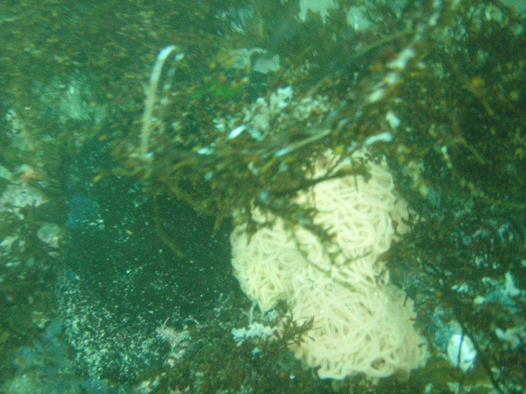 sm_p5183035.jpg