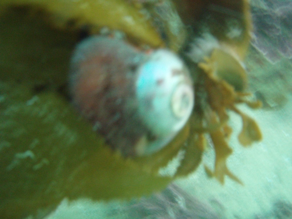 sm_p6073074.jpg