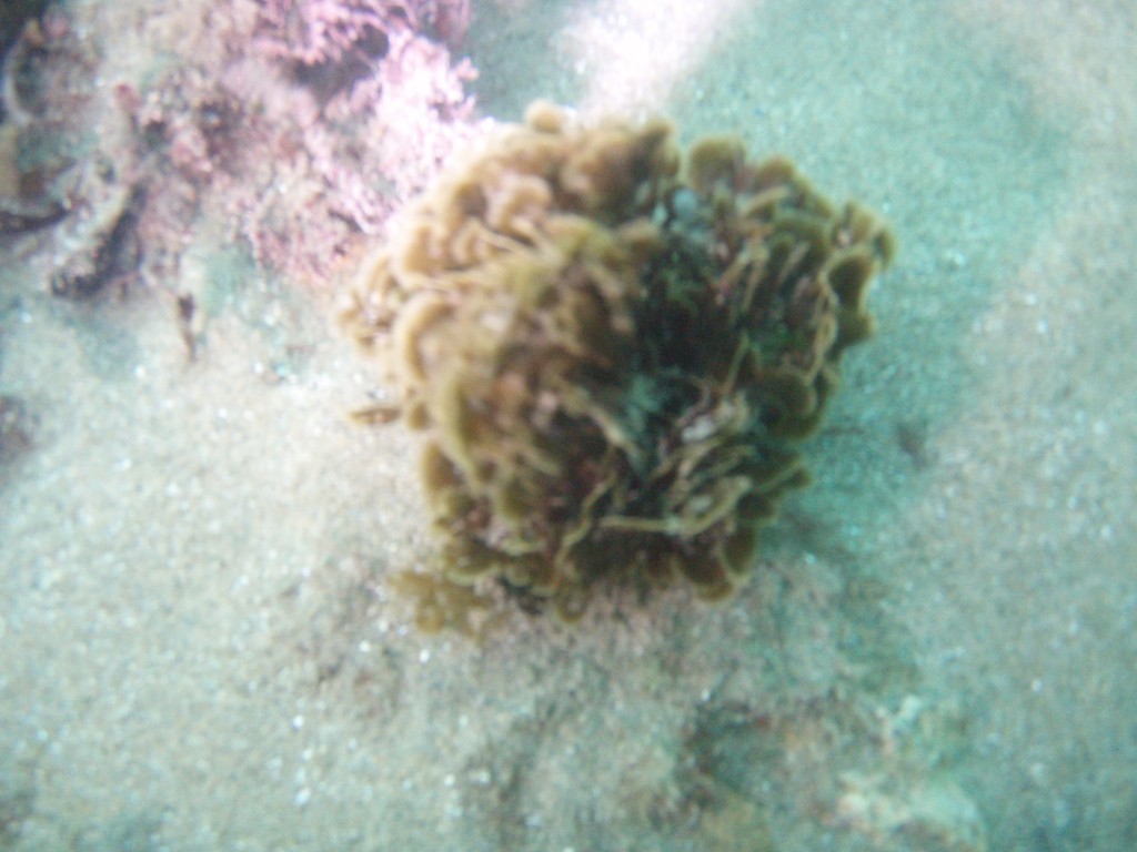 sm_p6073077.jpg