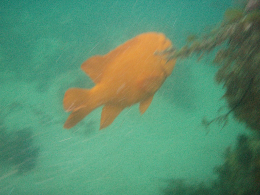 sm_p6073079.jpg