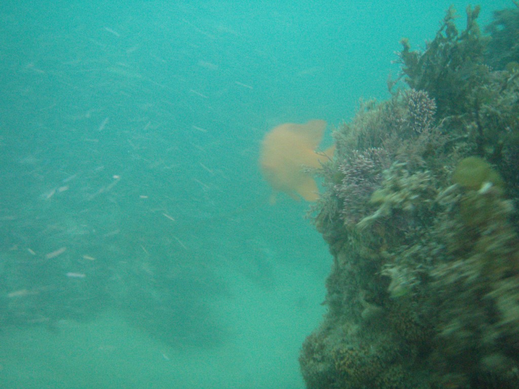 sm_p6073080.jpg