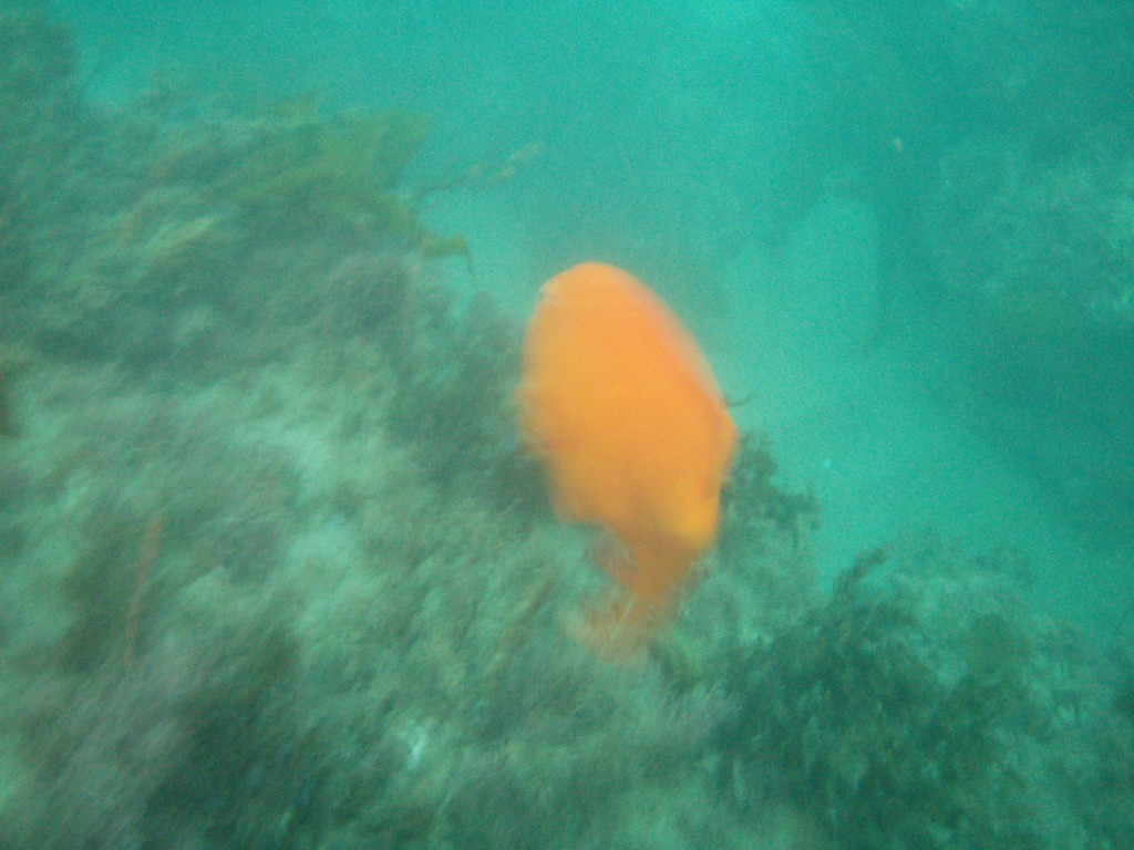 sm_p6073087.jpg