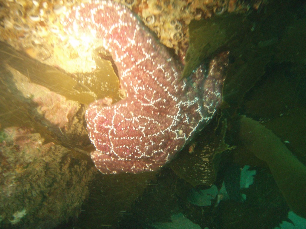 sm_p6073088.jpg