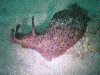 Sea Hare