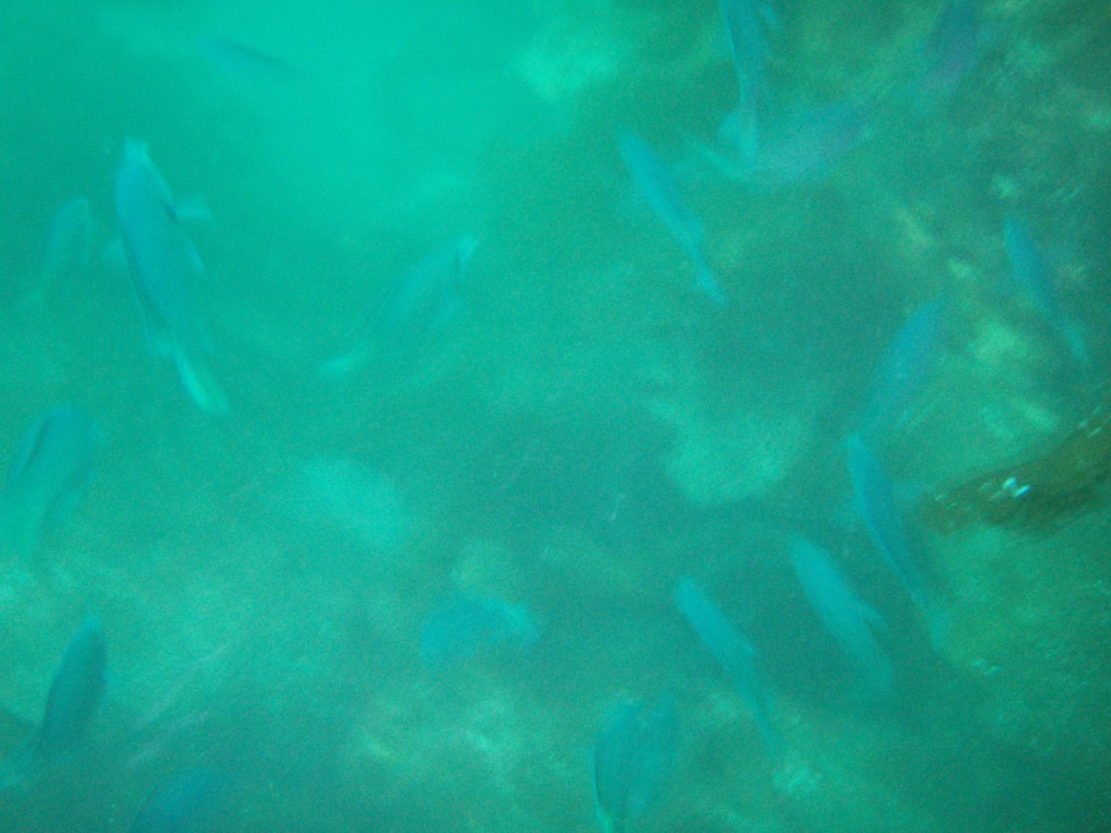sm_p6283150.jpg