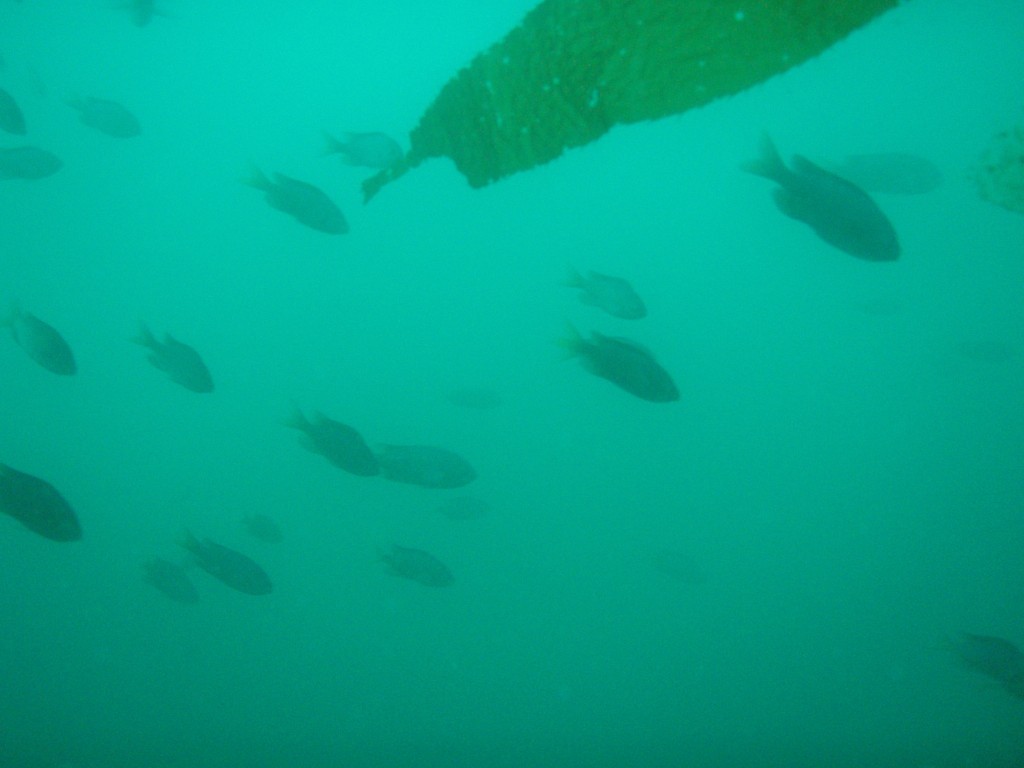 sm_p6283156.jpg
