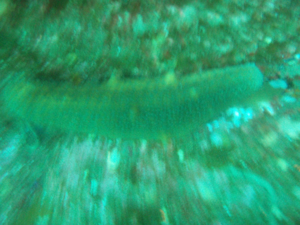 sm_p6283161.jpg