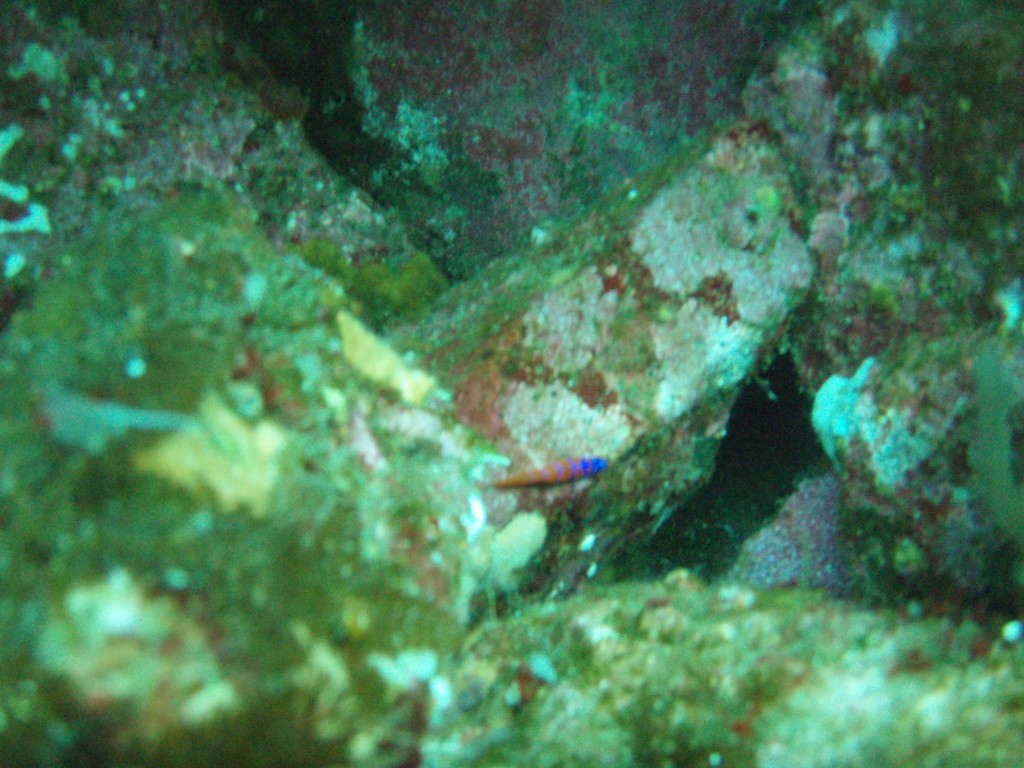 sm_p6283186.jpg