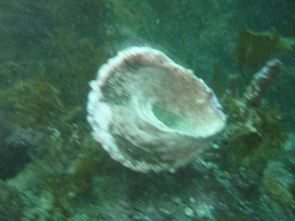 sm_p6283222.jpg