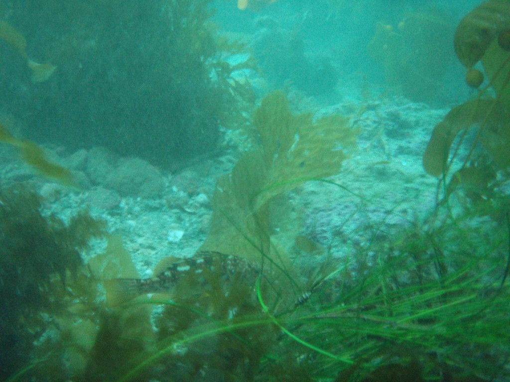 sm_p6283225.jpg