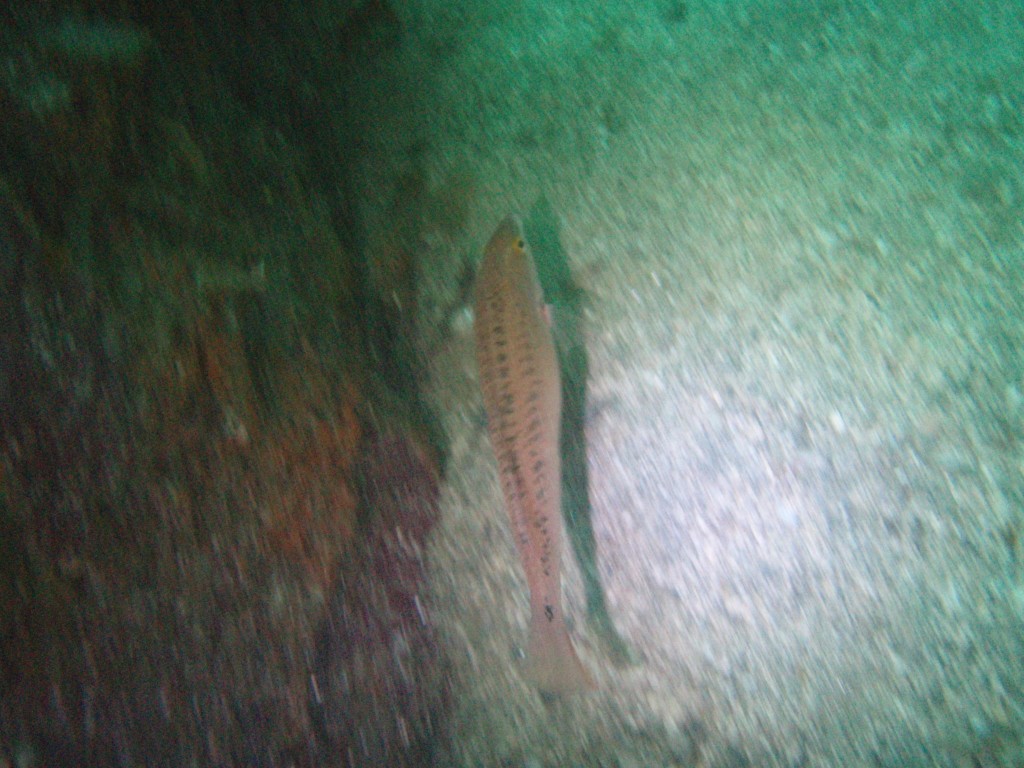 sm_p6283236.jpg