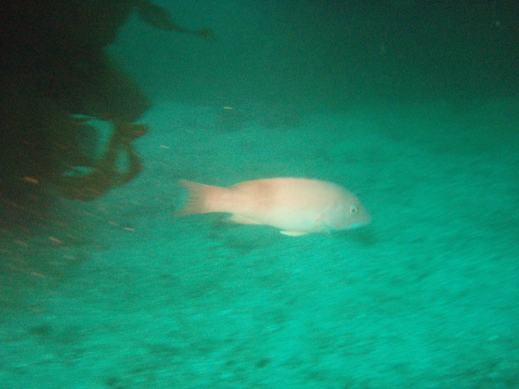 sm_p6283243.jpg