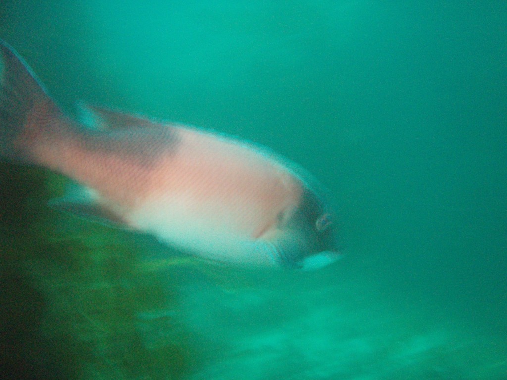 sm_p6283245.jpg