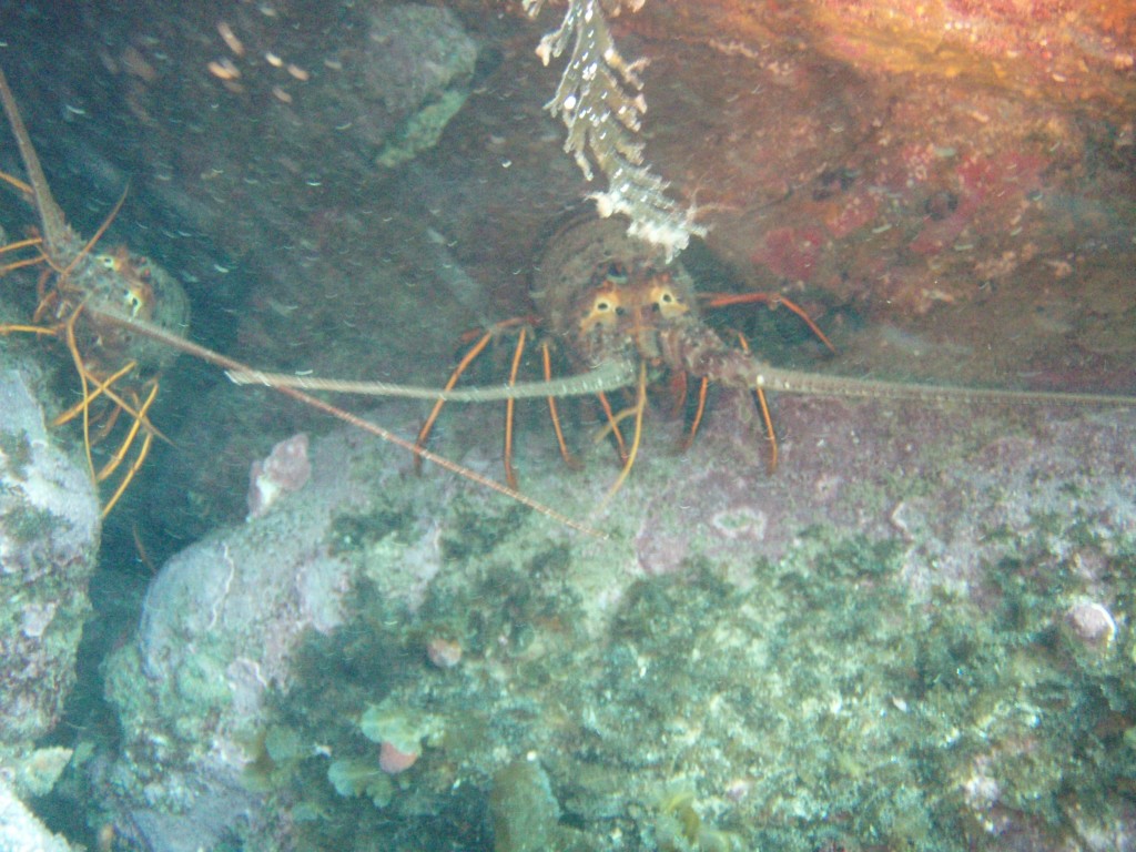 sm_p6283256.jpg