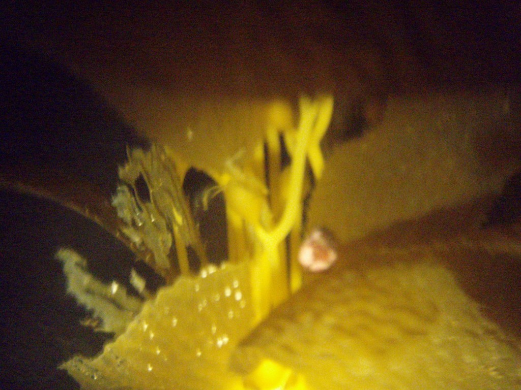 sm_p6289021.jpg