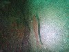 sm_p6283236.jpg