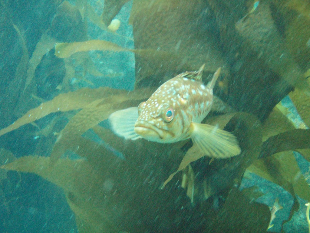 sm_P7063983.JPG