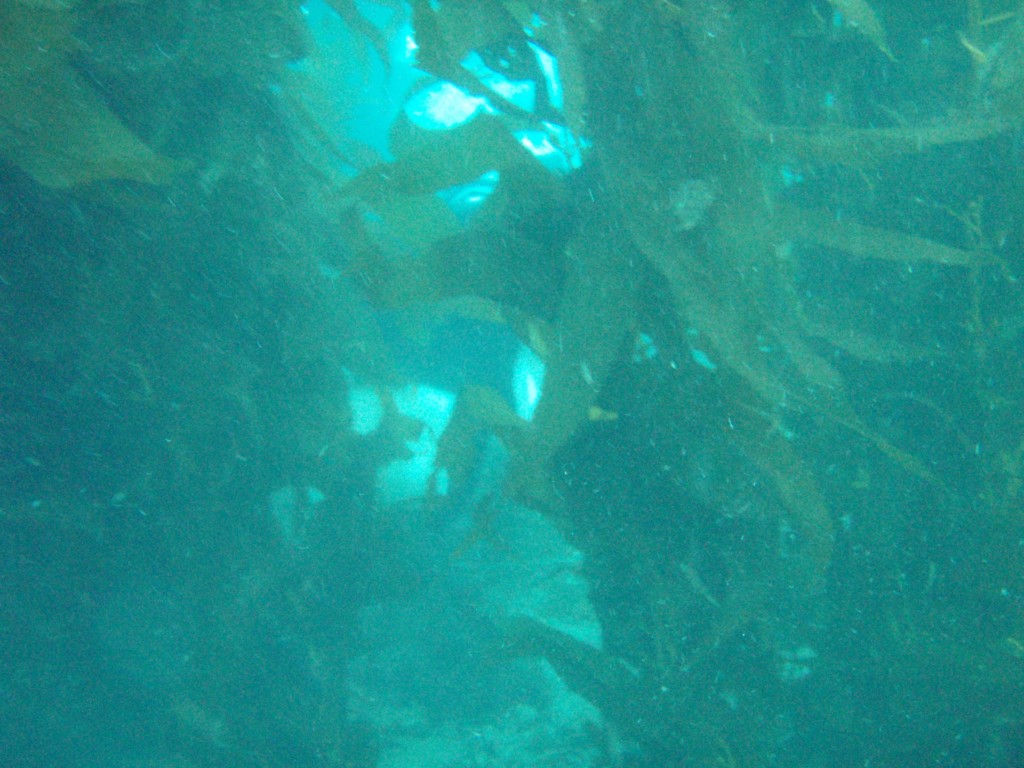 sm_P7063986.JPG
