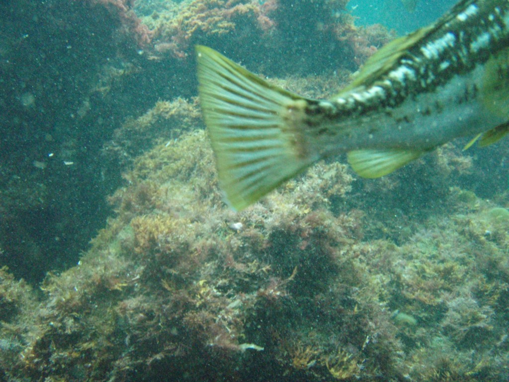 sm_P7064000.JPG