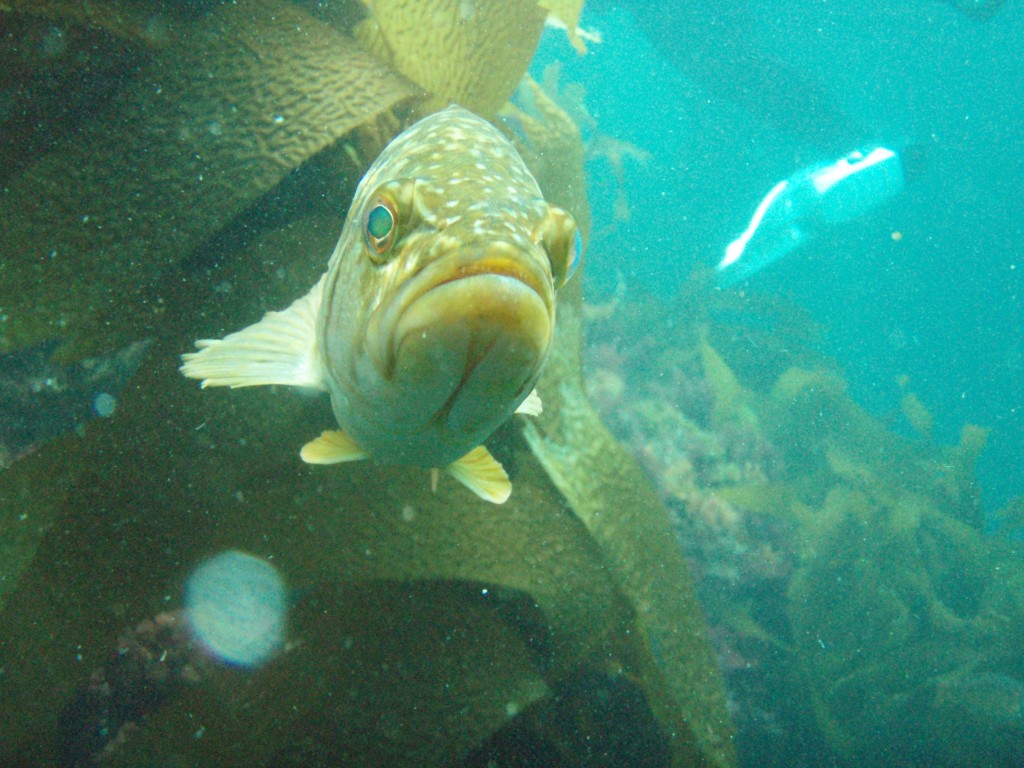 sm_P7064002.JPG