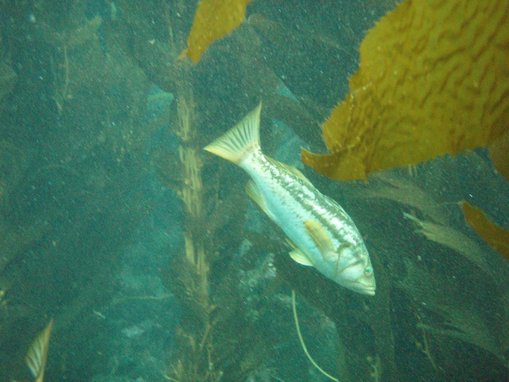 sm_P7064006.JPG