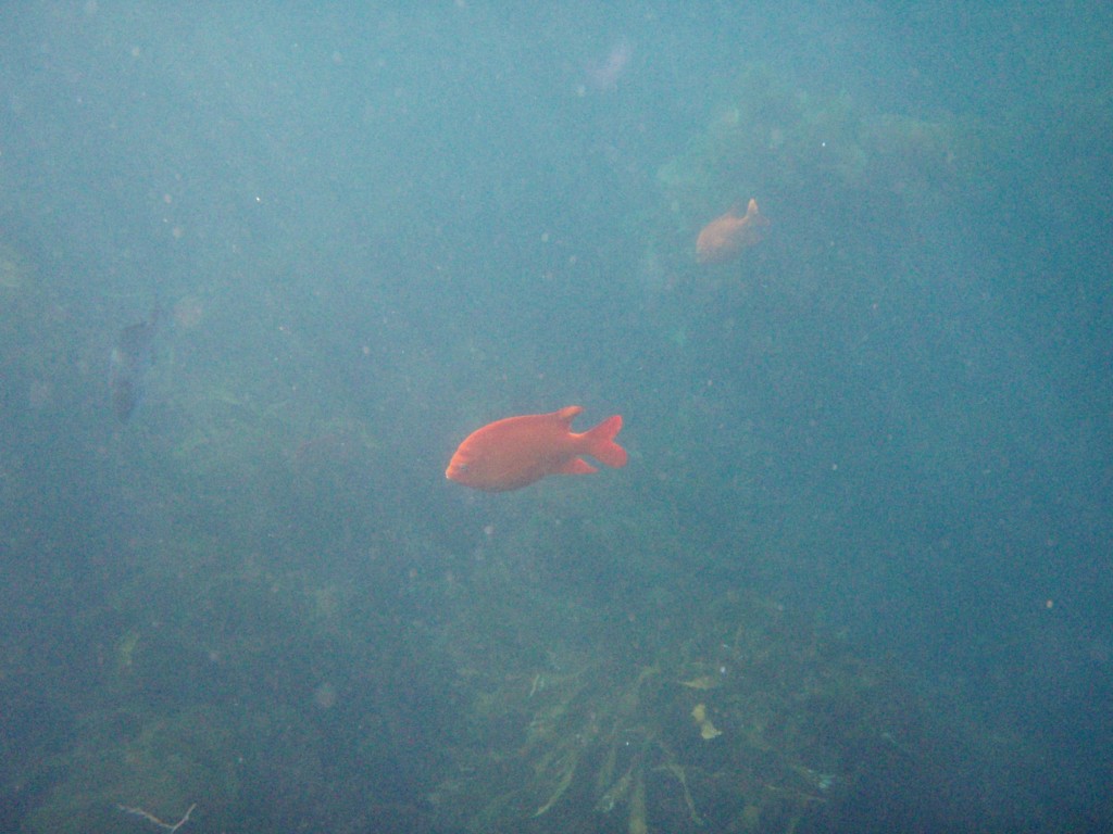 sm_P7064009.JPG