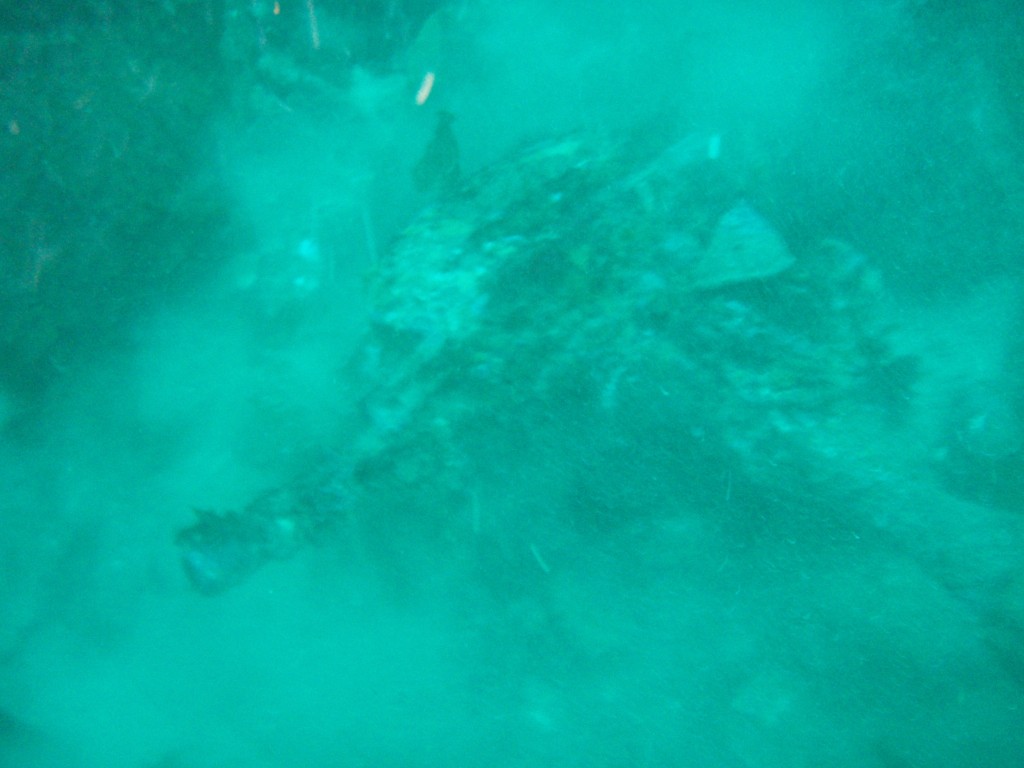 sm_P7064015.JPG