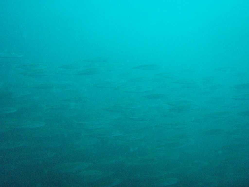 sm_P7064018.JPG
