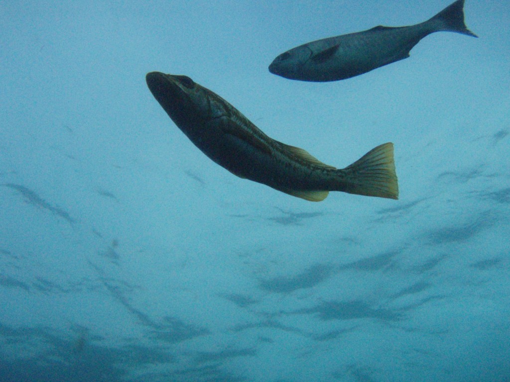 sm_P7064024.JPG