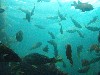 sm_P7063998.JPG