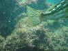 sm_P7064000.JPG