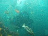 sm_P7064004.JPG