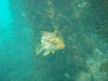 sm_P7064005.JPG