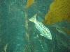sm_P7064006.JPG