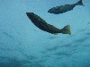 sm_P7064024.JPG