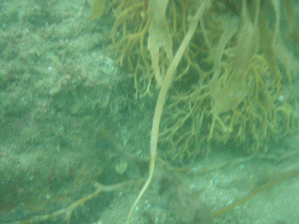 sm_P7134033.JPG