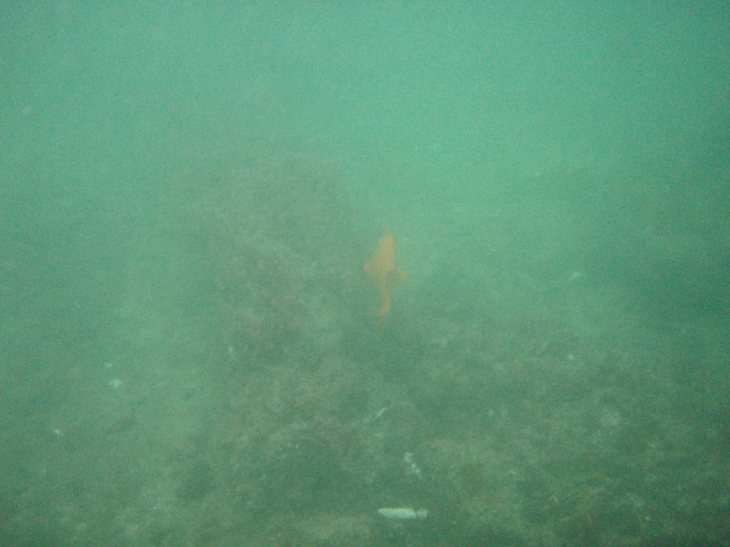 sm_P7134034.JPG