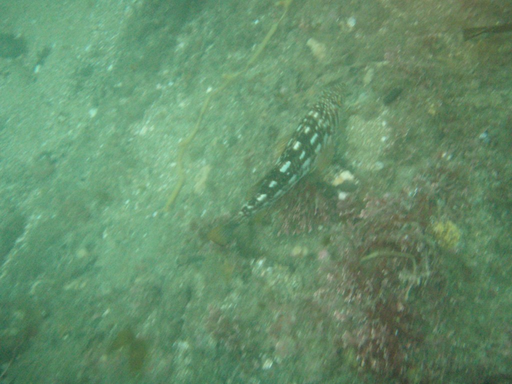 sm_P7134035.JPG