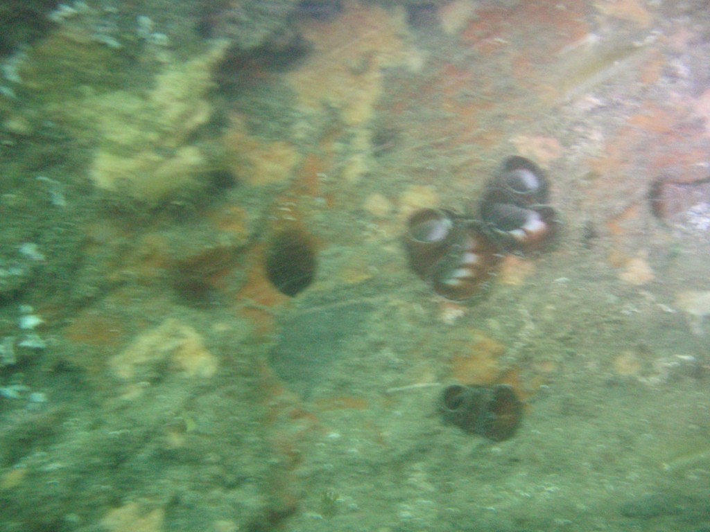 sm_P7134036.JPG