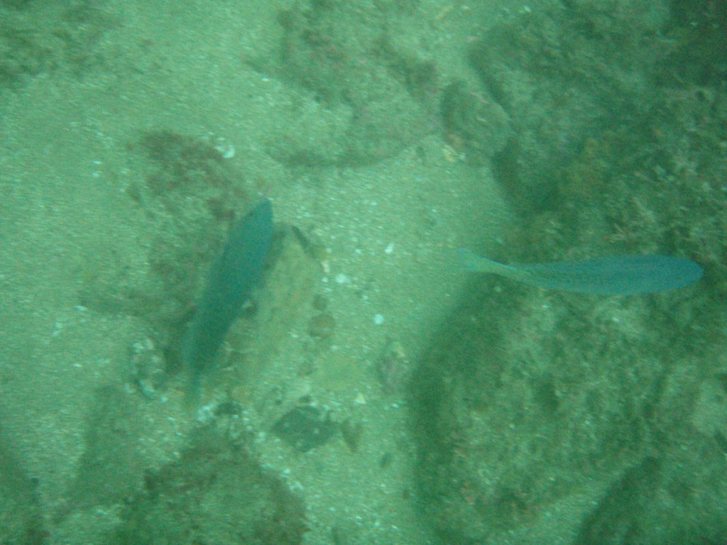 sm_P7134045.JPG