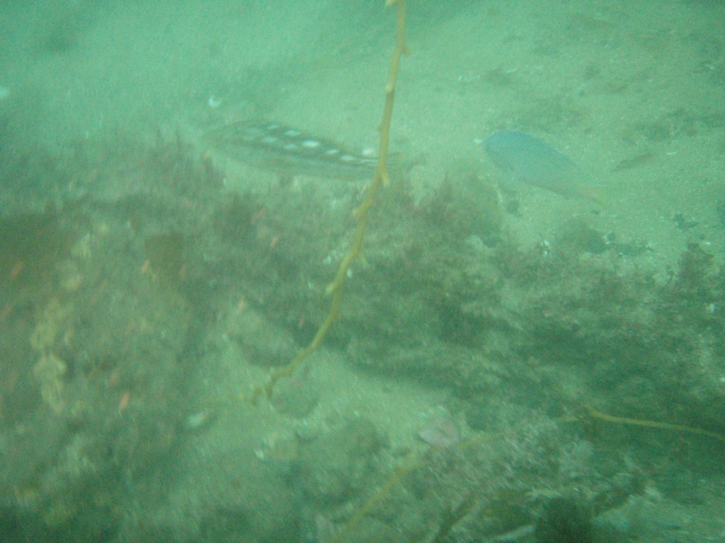 sm_P7134047.JPG