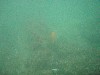 sm_P7134034.JPG