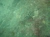 sm_P7134035.JPG