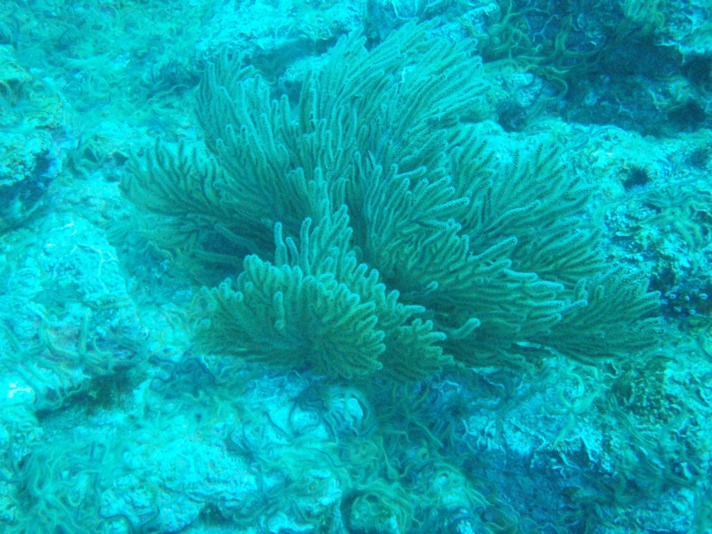 sm_PA256432.JPG