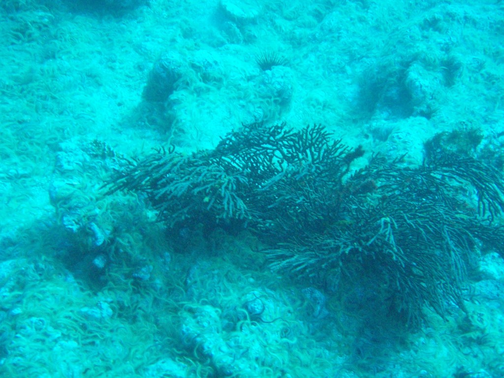 sm_PA256433.JPG